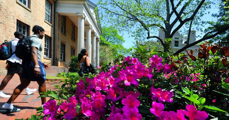 Students walking on campus, pink flowers are in the foreground